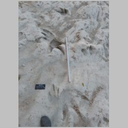 DSCN0449 Baby at bottom.jpg